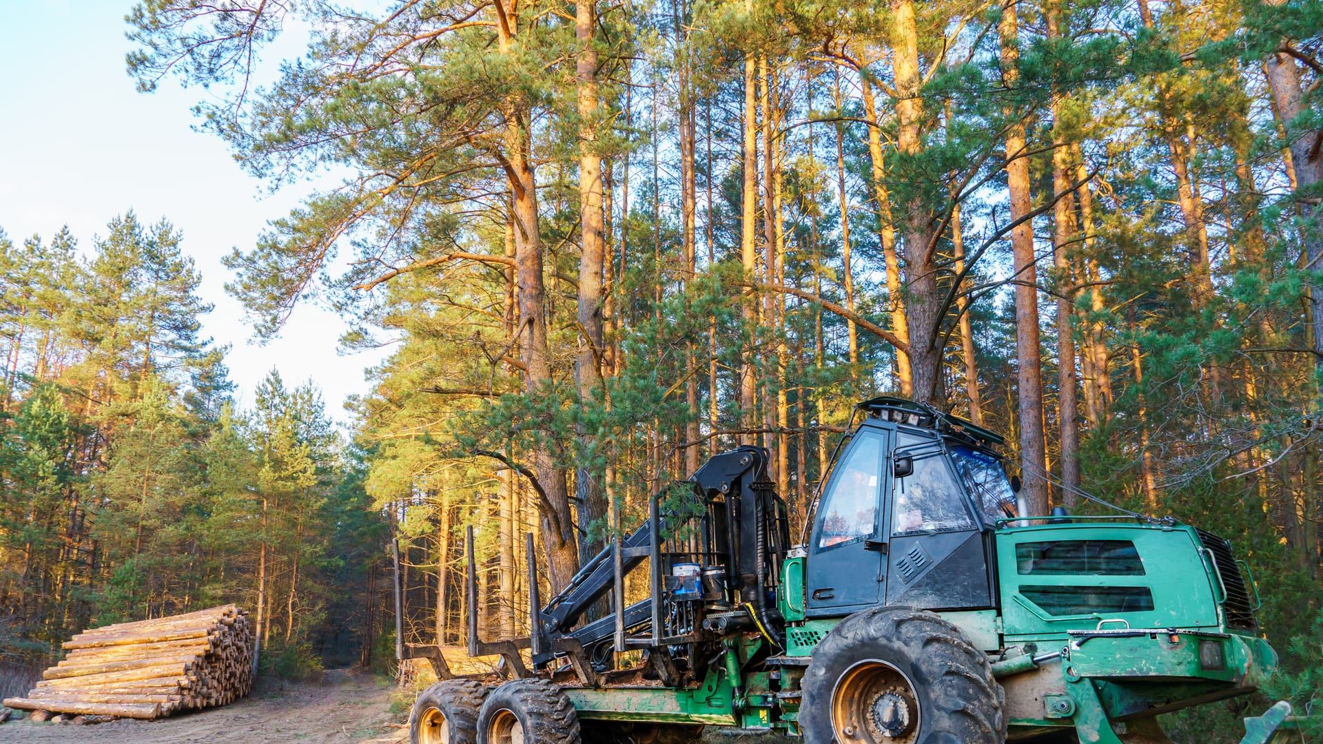 Autocargador forestal en una pista dentro de un pinar, junto a una pila de troncos cortados