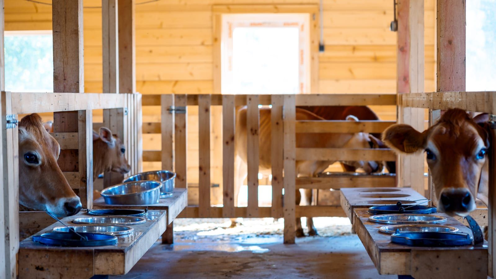 Vacas en un establo con pilares, cerramientos y separadores de madera y comederos metálicos