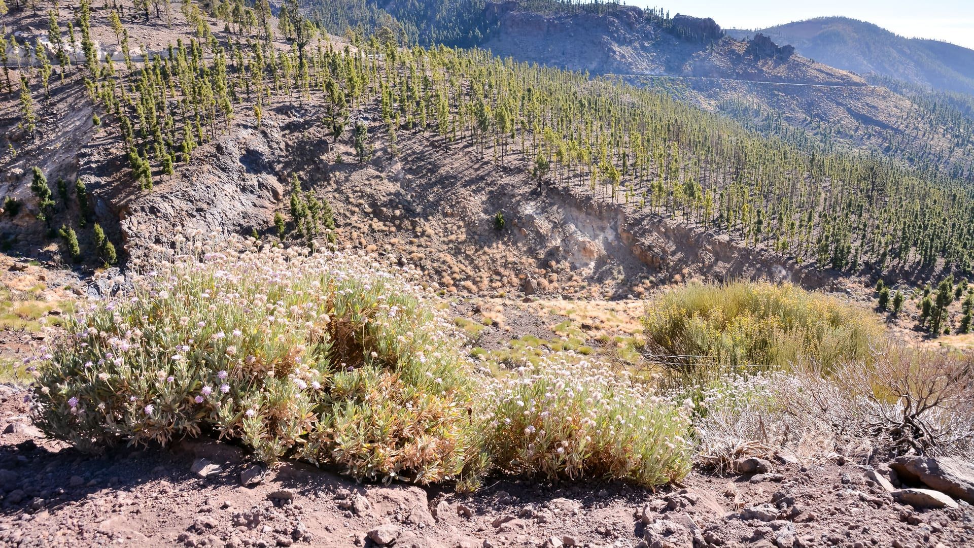 Pinar disperso en las laderas de una montaña volcánica, con matorral bajo en primer plano