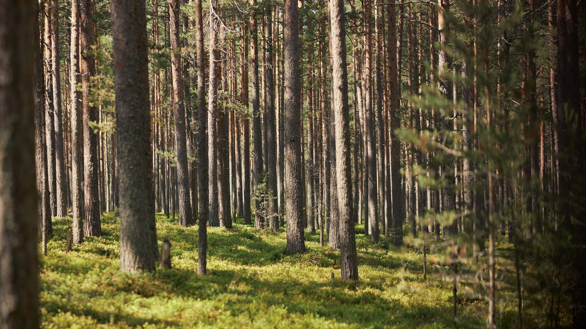 Interior de un pinar de troncos rectos y altos, con sotobosque verde iluminado por el sol