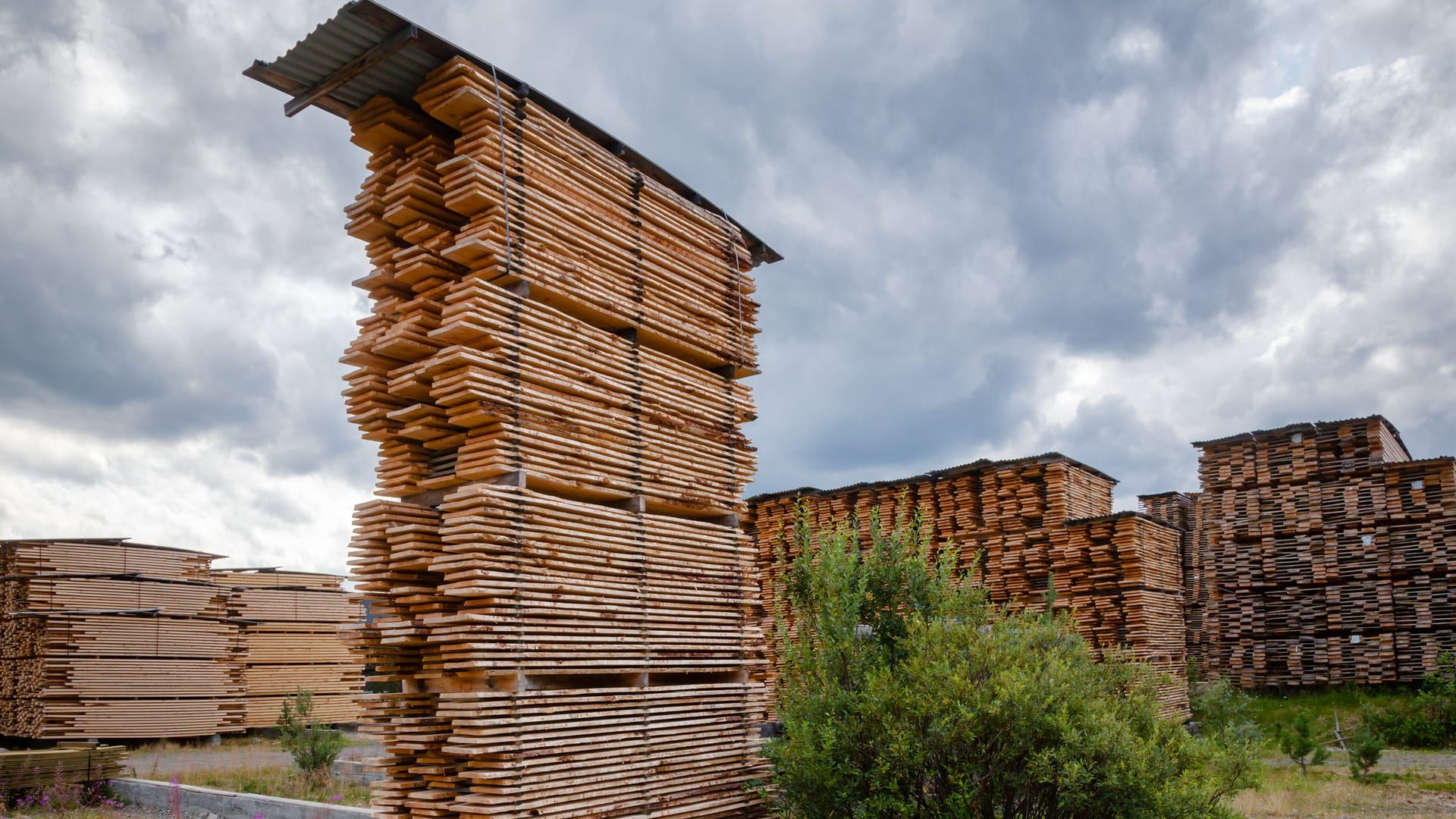 Pilas altas de tablas de madera aserrada secándose al aire libre, con tejadillo de chapa, en un patio con matorral