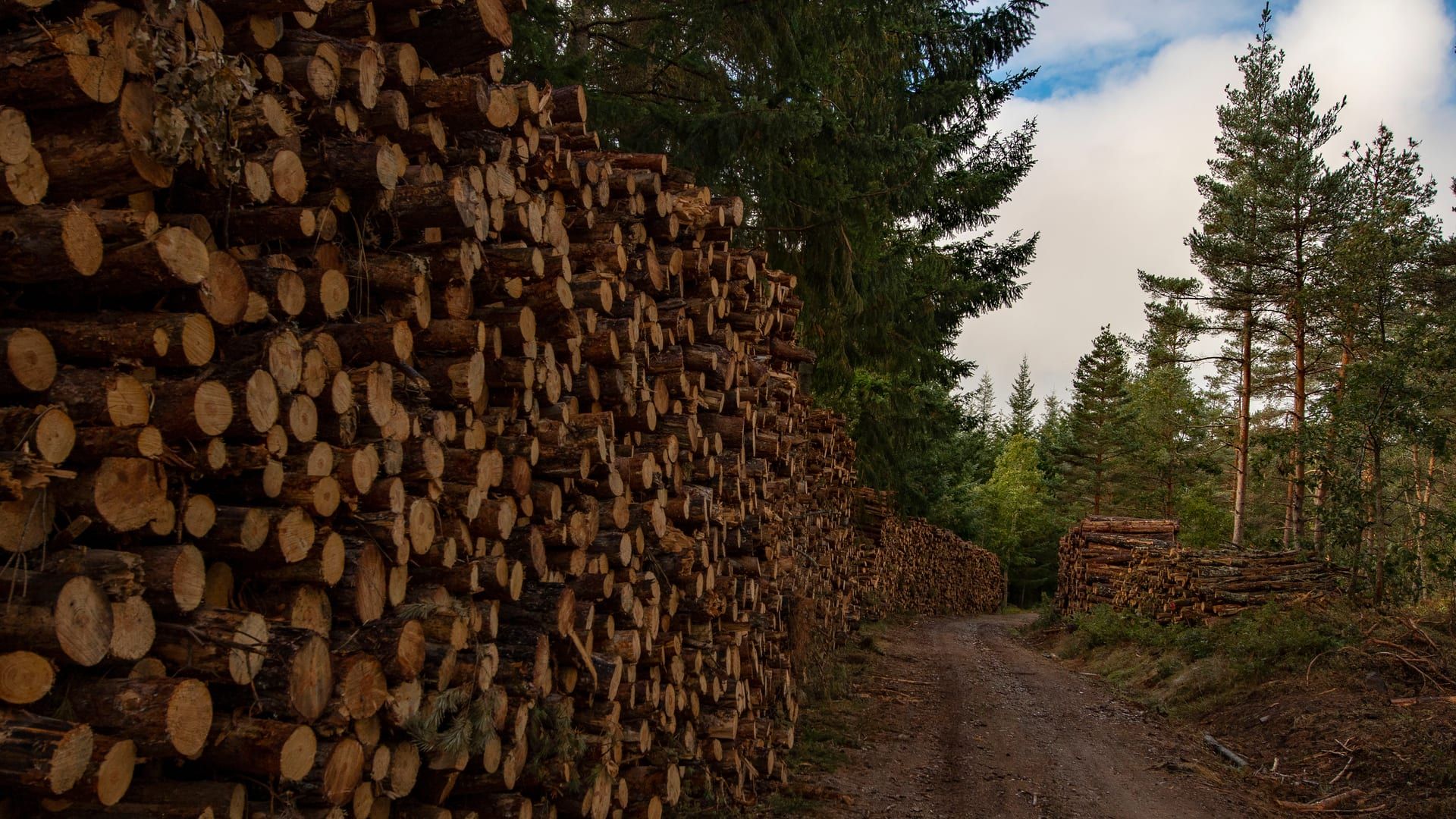 Troncos apilados en una larga pila junto a una pista forestal de tierra, con coníferas al fondo